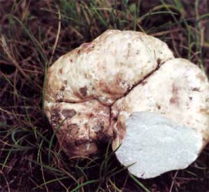 Где в россии растут настоящие дорогие трюфели - области и регионы по видам грибов