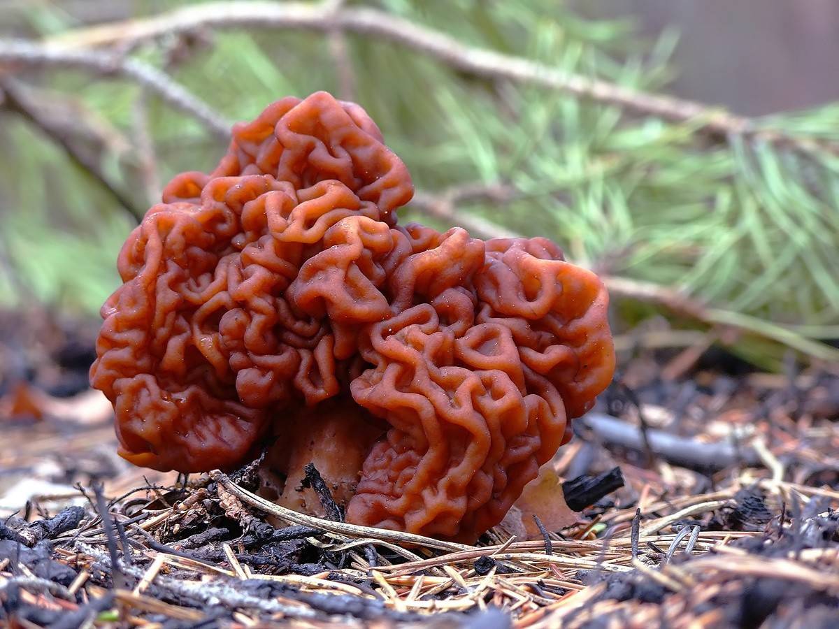 Род грибов Строчок