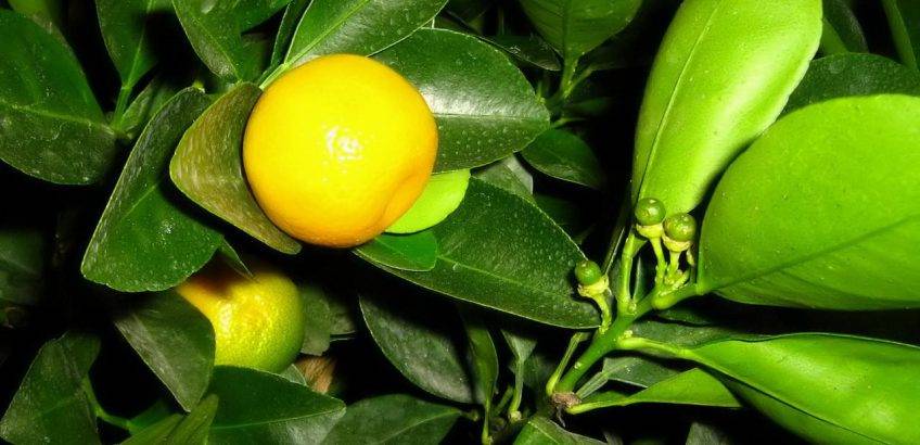 Пошаговое руководство: как посадить апельсин из косточки в домашних условиях