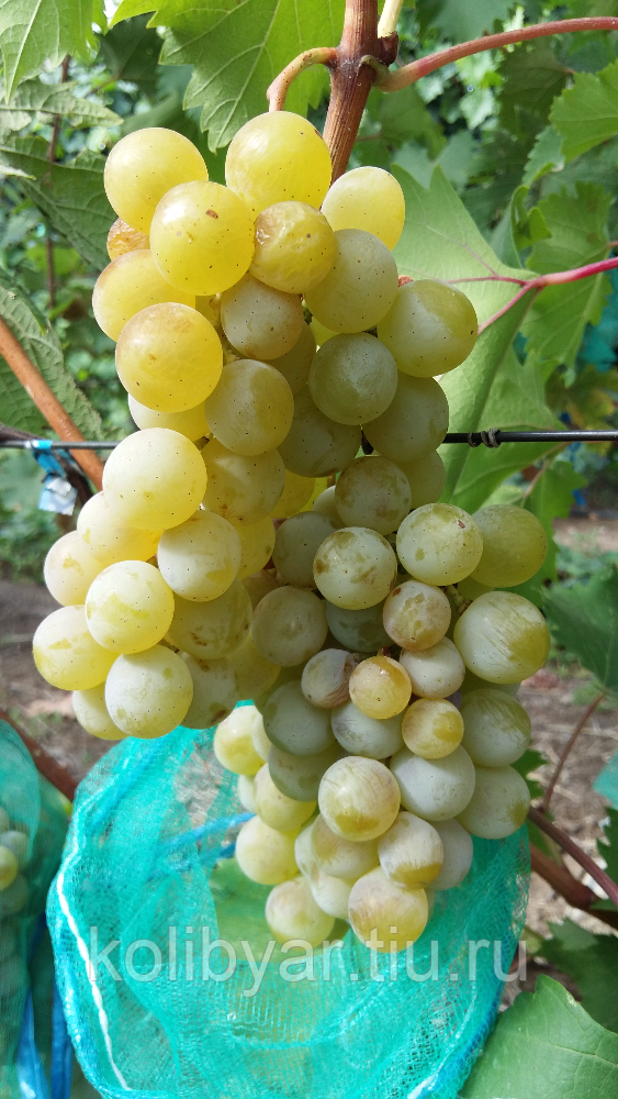 Описание винограда «дружба», как универсального сорта.