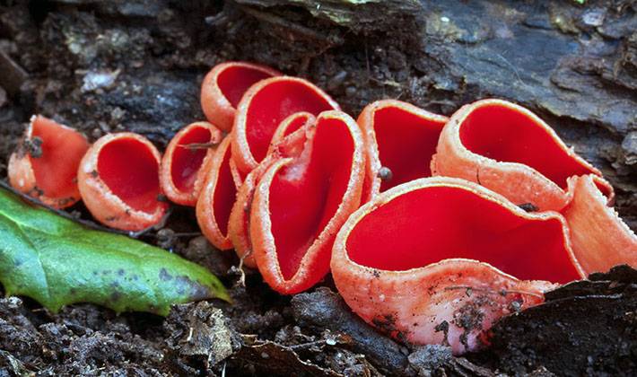 5 весенних грибов — знакомых и не очень. описание, фото — ботаничка.ru