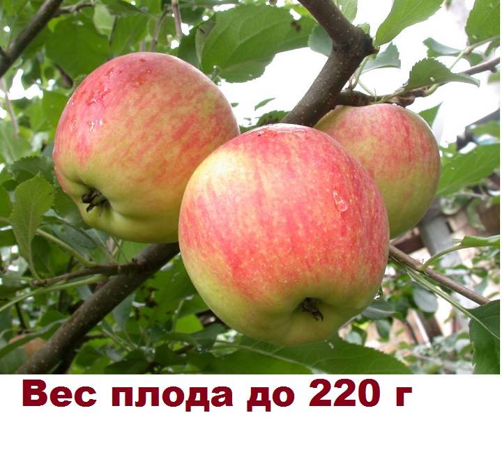 Сорта зимостойких яблонь — обзор и характеристики