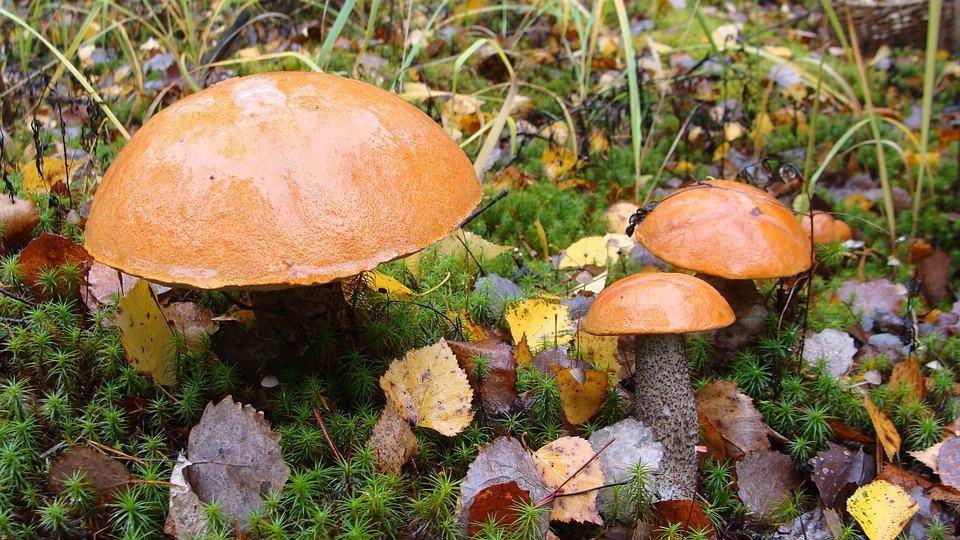 Ложный подосиновик: описание гриба, как отличить, фото