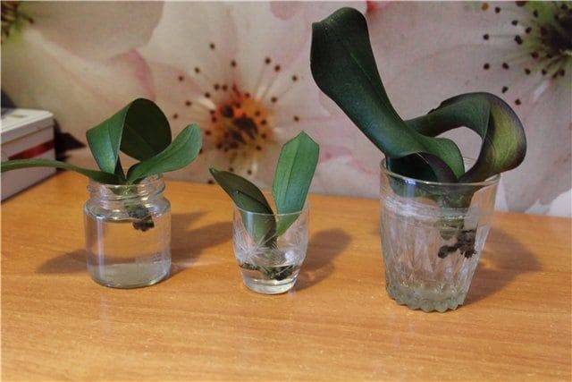 Реанимация орхидеи без корней