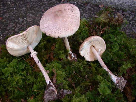 Разнообразие грибов: низшие грибы, высшие грибы и шляпочные грибы. съедобные, несъедобные и ядовитые грибы | биология