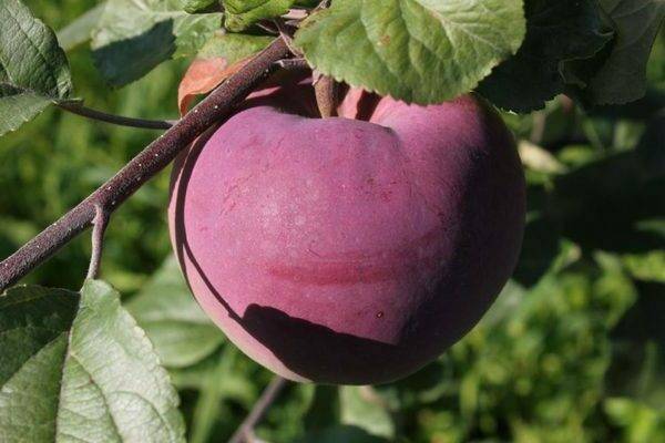 Яблоня брянское — описание сорта, фото, отзывы
