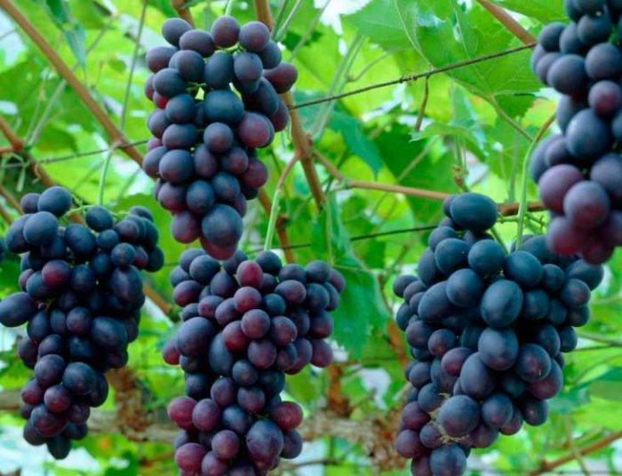 Виноград изабелла: описание сорта, фото, посадка черенками весной, уход и обрезка