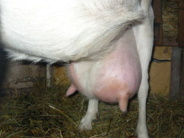 Мастит у козы – 4 способа лечения воспаления вымени