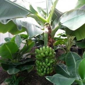 Банан домашний уход, размножение, болезни, выращивание в домашних условиях