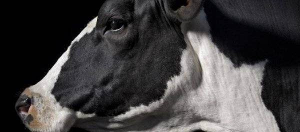 Сколько лет живут домашние коровы при правильном уходе
