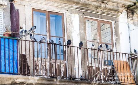 Как избавиться от голубей на балконе - советы как прогнать и навсегда отвадить
