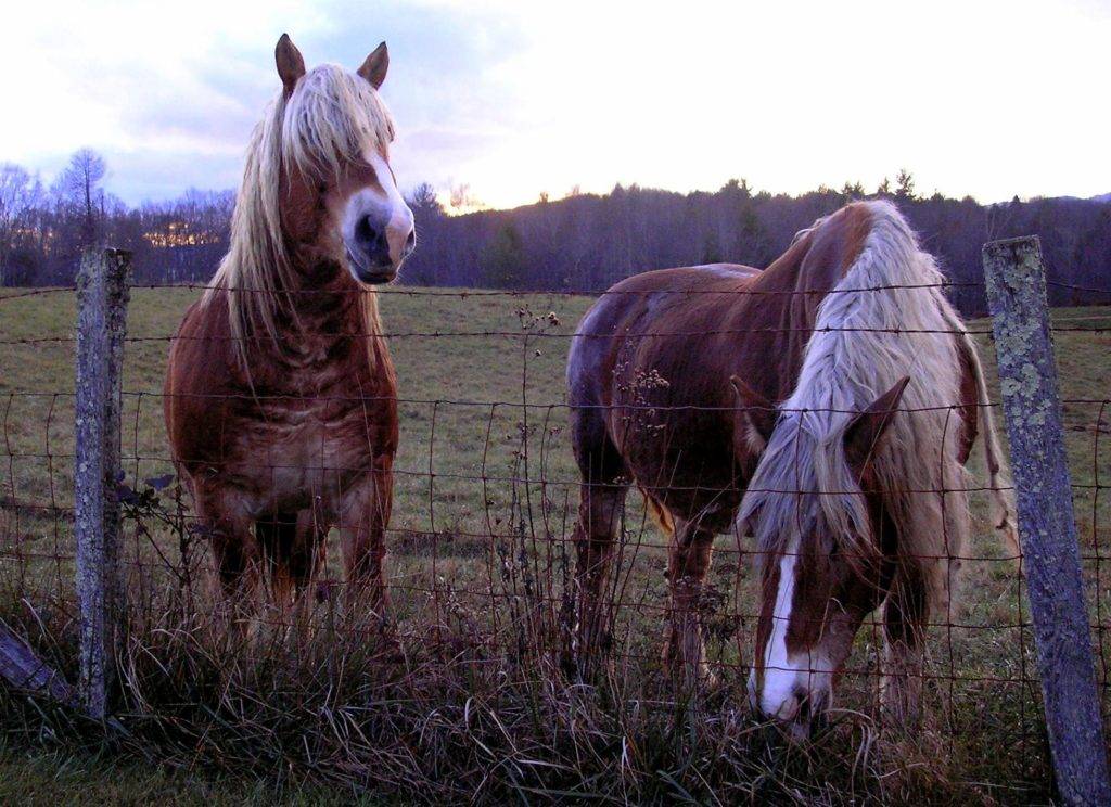Все про породу коней брабансон. брабансон (бельгийский тяжеловоз, фландерская лошадь). история породы лошадей брабансон