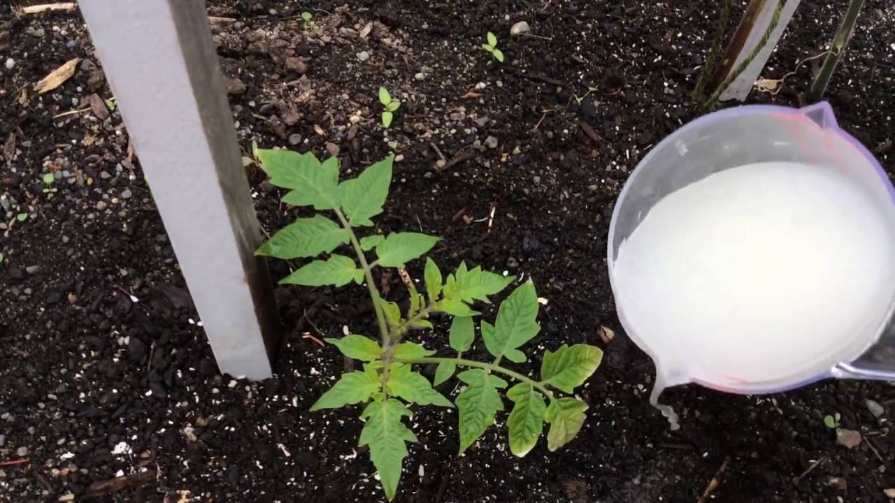 Как сделать дрожжевую подкормку для растений