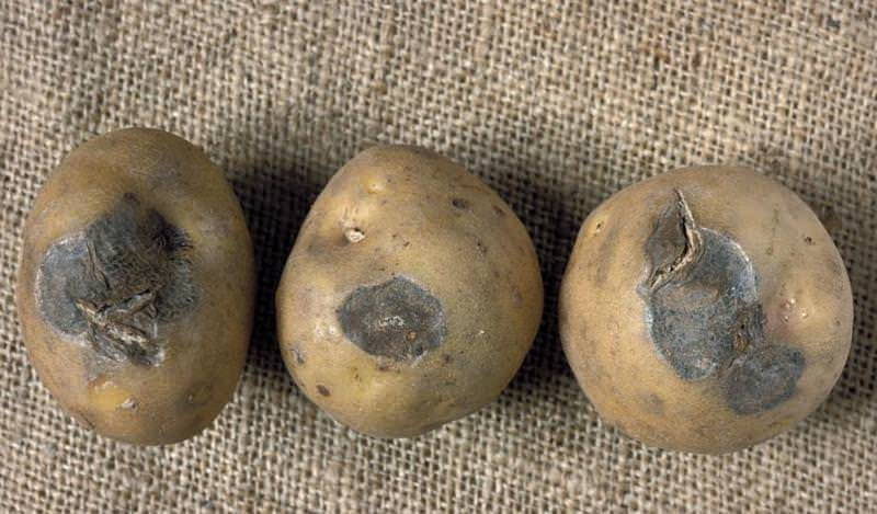 Болезни картофеля: осматриваем клубни, определяем проблему и лечим