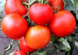 Как вырастить томаты «верлиока плюс» на домашней грядке