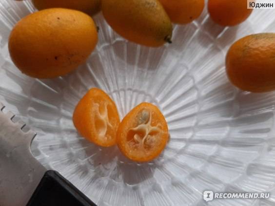Кумкват: что это за фрукт с фото, как его вырастить в домашних условиях?