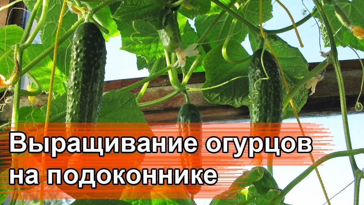 Выращивание огурцов в квартире: пошаговая инструкция от выбора сорта до сбора урожая, можно ли вырастить огурцы в подвале русский фермер