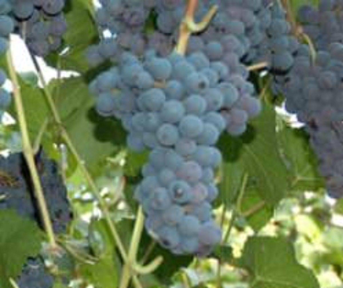 Выращивание винограда Неретинский