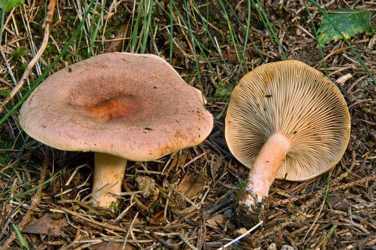 Рыжики (грибы): описание, деликатес или вред?