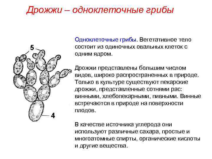 § 15. плесневые грибы и дрожжи / биология 5 класс