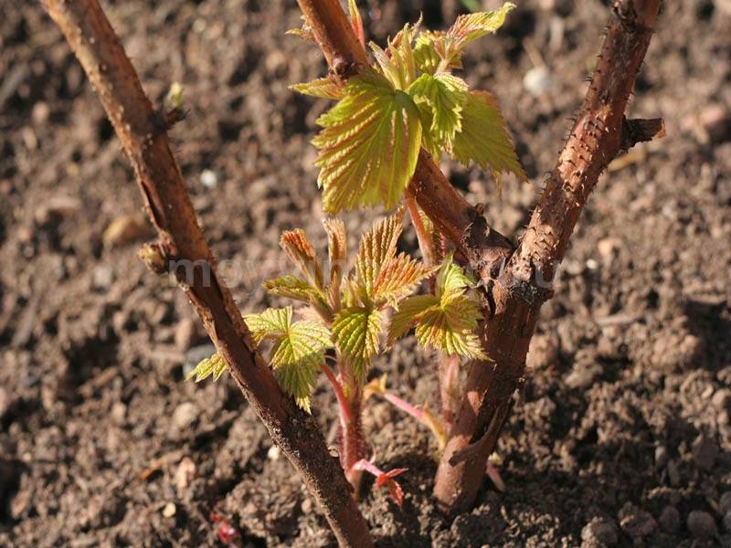 Как посадить виноград осенью черенками без корней в грунт