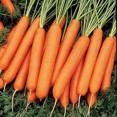 Морковь нантская 4: характеристика и описание сорта с фото, посев, уход и сроки созревания, а также возможные сложности при выращивании русский фермер