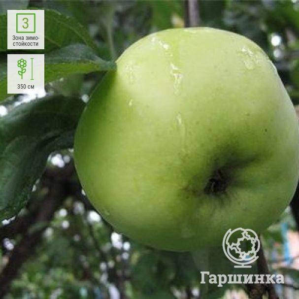 Яблоки славянка описание сорта