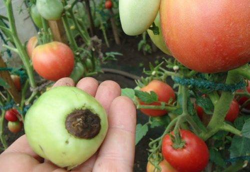 Почему чернеют плоды помидора: определяем и устраняем причины