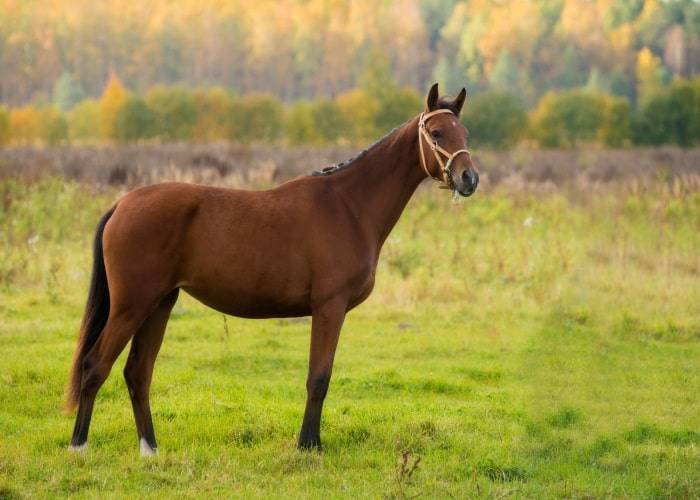 О тракененской породе лошадей: характеристика тракена и его особенности