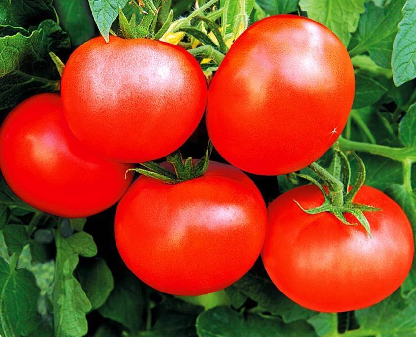 Хорошие самоопыляемые сорта помидоров для теплицы: делаем правильный выбор семян для богатого урожая