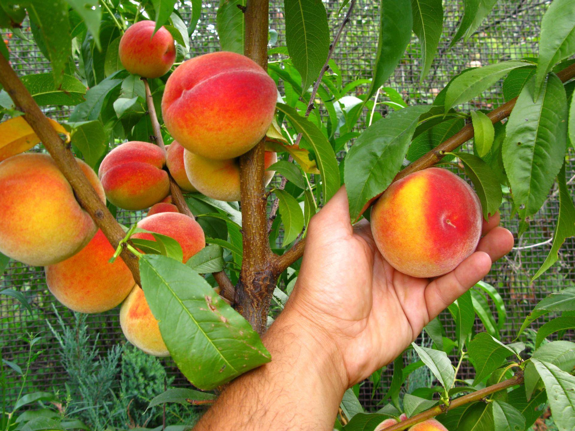 Персик редхейвен: фото и описание, особенности выращивания, отзывы