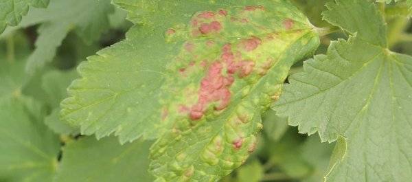 Причины появления и методы лечения красных пятен на листьях красной смородины