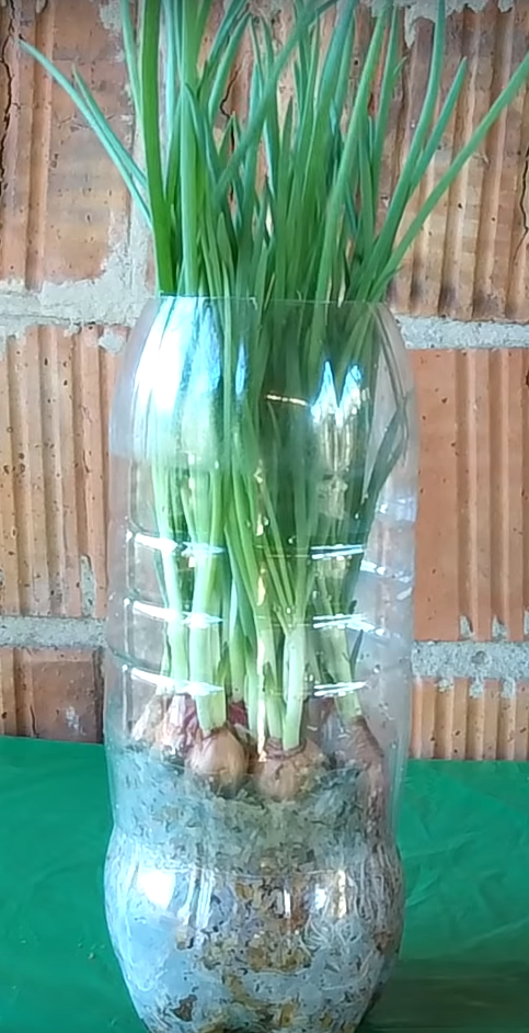 Как вырастить лук на подоконнике в пластиковой бутылке