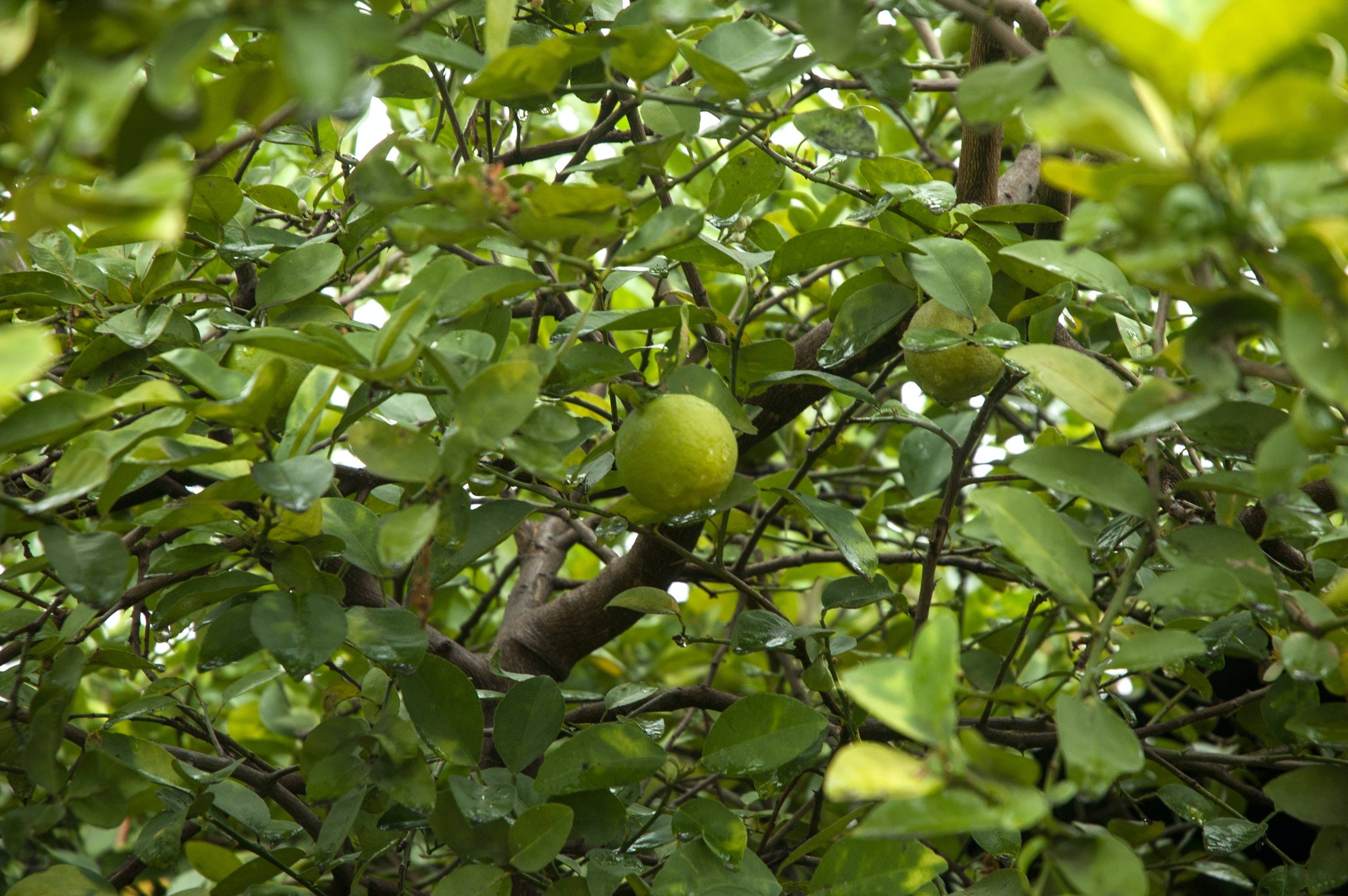 Абхазский дикий лимон