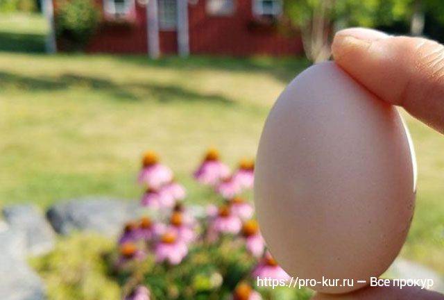 Маска из яйца для лица – профессиональный домашний уход | компетентно о здоровье на ilive