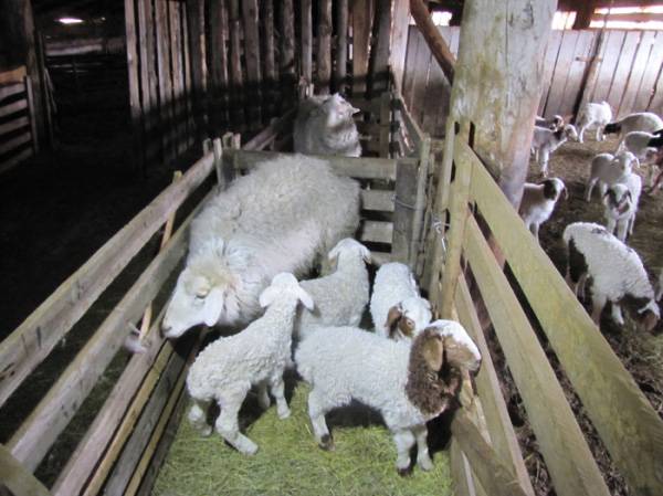 Загон для овец: хлев и сарай своими руками