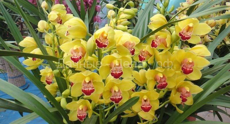 Орхидеи С Длинными Листьями Фото