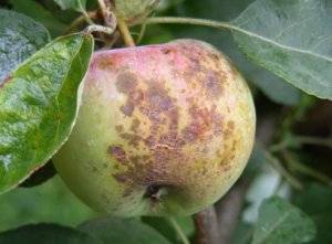 Болезни яблонь: признаки заражения, методы лечения и профилактики, фото