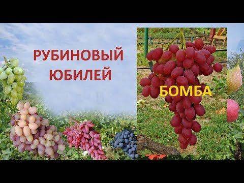 ✅ виноград рубиновый юбилей описание сорта фото отзывы - cvetochki-rostov-na-donu.ru
