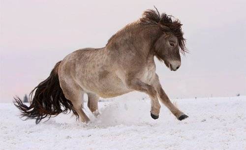 Якутская лошадь: описание породы, фото, содержание и уход