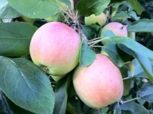 Секреты яблоневого сада в сибири. посадка