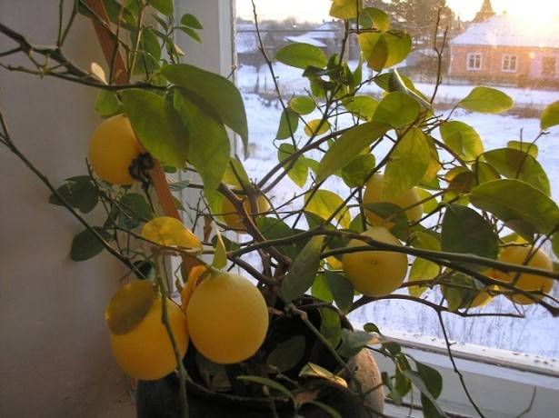 Почему у лимона желтеют и опадают листья? проблемы при выращивании комнатного лимона