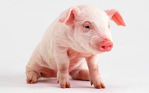 Скрещивание свиней: описание процесса