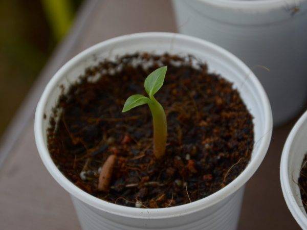 Адениум дома: размножение, семена, выращивание в домашних условиях