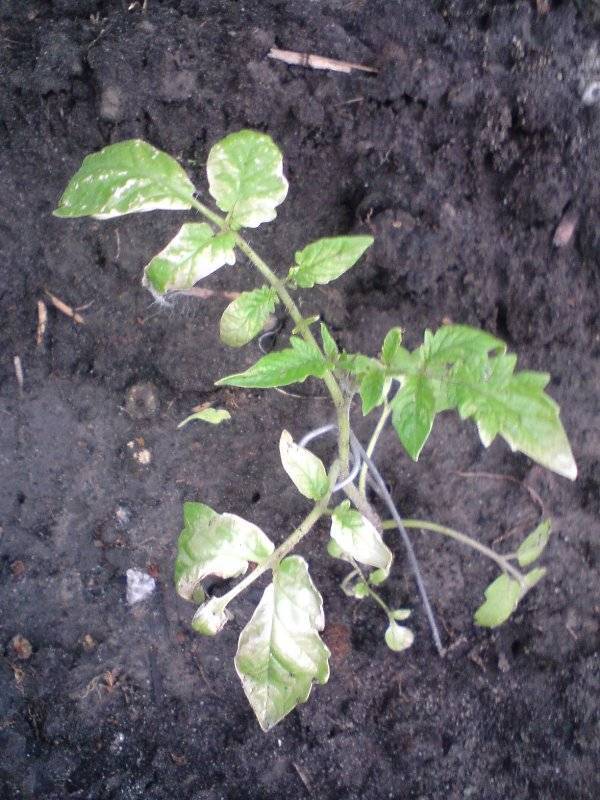 Причины появления и способы устранения белых пятен на листья рассады томатов