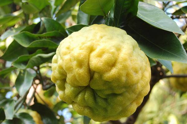 Японский лимон юзу фрукт: фото, описание
японский лимон юзу фрукт: фото, описание