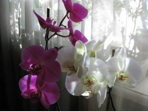 Что любит и не любит орхидея: требовательность к теплу, свету, влаге (воде), отношение к сквознякам и холоду, как за ними ухаживать и можно ли выносить на улицу летом?
