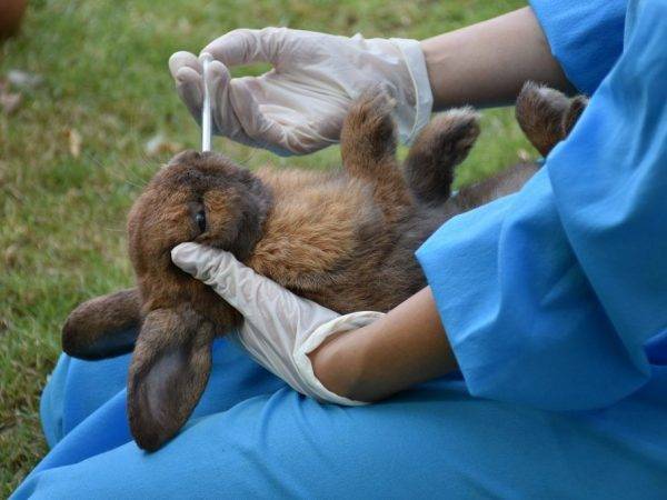 ᐉ кокцидиостатики для кроликов при лечении и профилактике кокцидиоза - zooon.ru