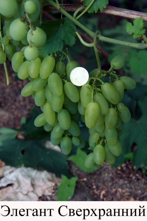 Виноград элегант: описание сорта, фото, отзывы — selok.info