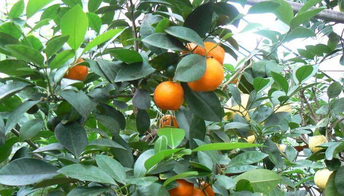 Доклад про мандарин. 5 интересных фактов о мандаринах